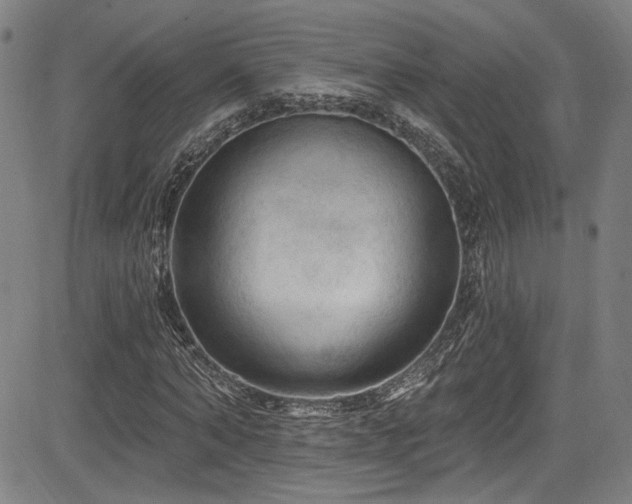 X0000085320870200703091509