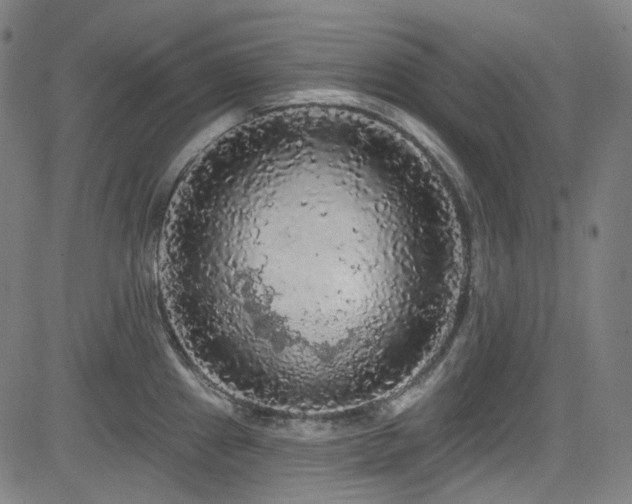 X0000085321241200703091503