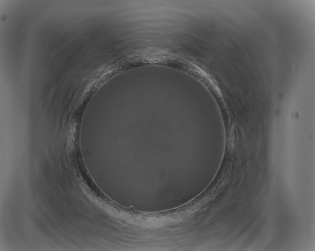 X0000085320018200703161517