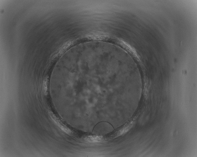 X0000085320065200703161516
