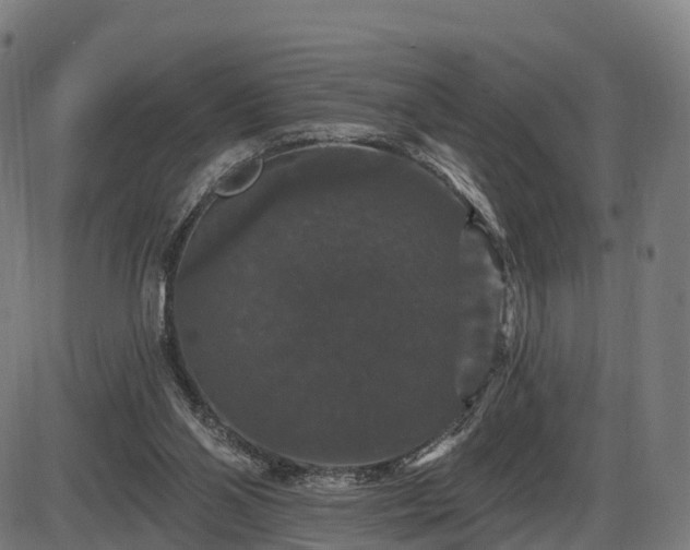 X0000085320110200703161516