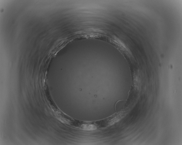 X0000085320169200703161515