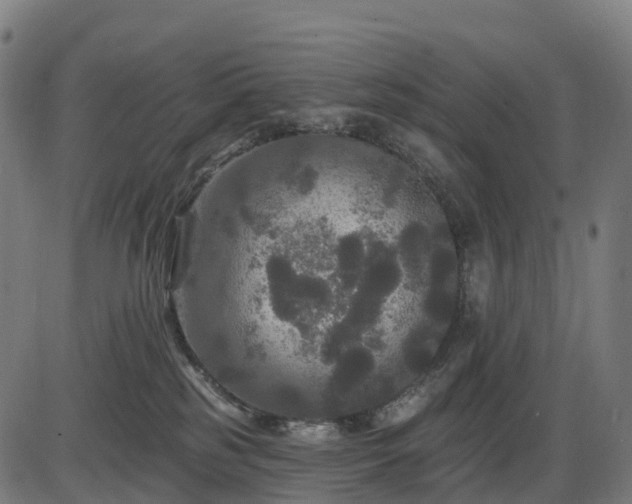 X0000085320185200703161515