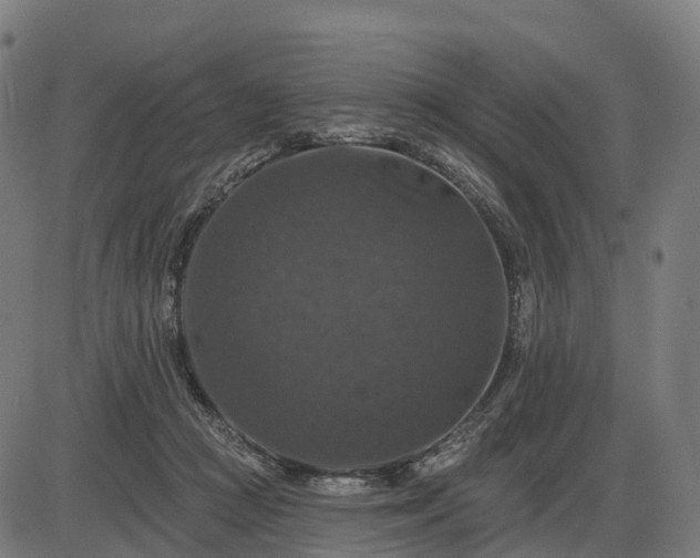 X0000085320361200703161511