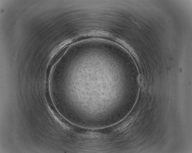 X0000085320437200703161510