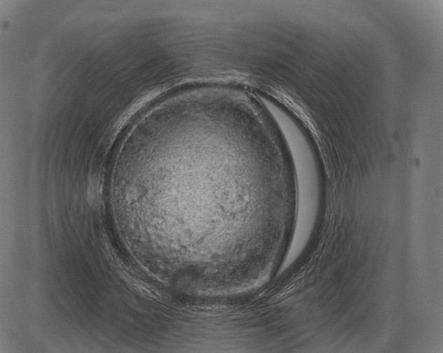 X0000085320483200703161509