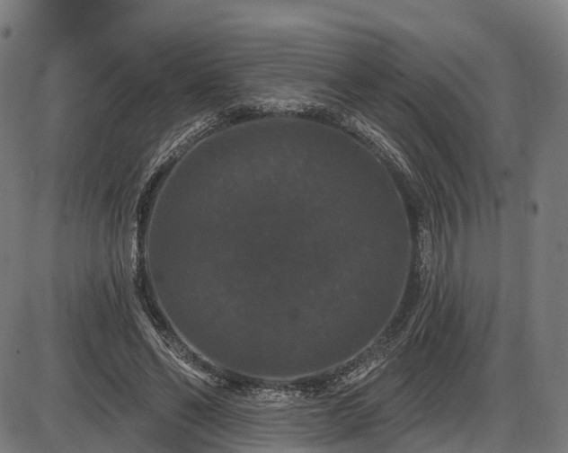 X0000085320494200703161509