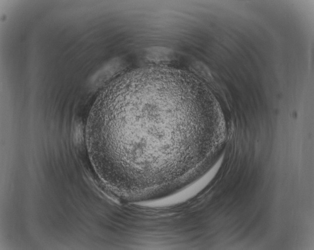 X0000085320623200703161507