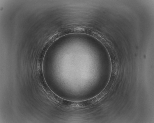 X0000085320704200703161506
