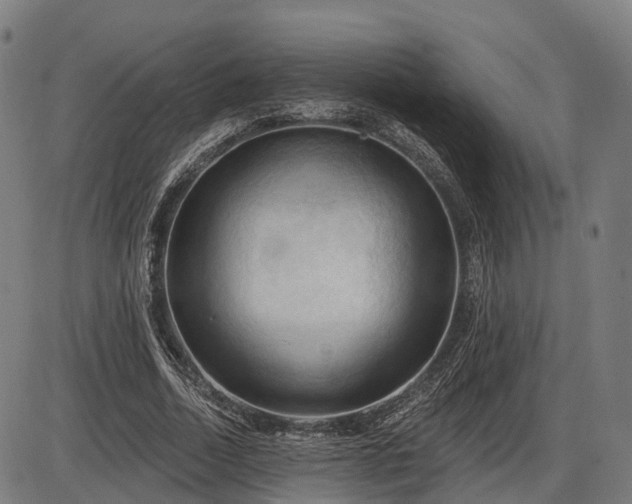 X0000085320730200703161505