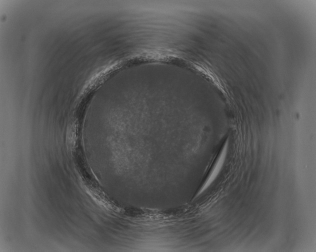 X0000085320736200703161505