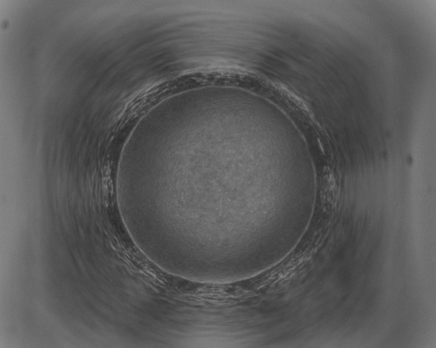 X0000085320918200703161502