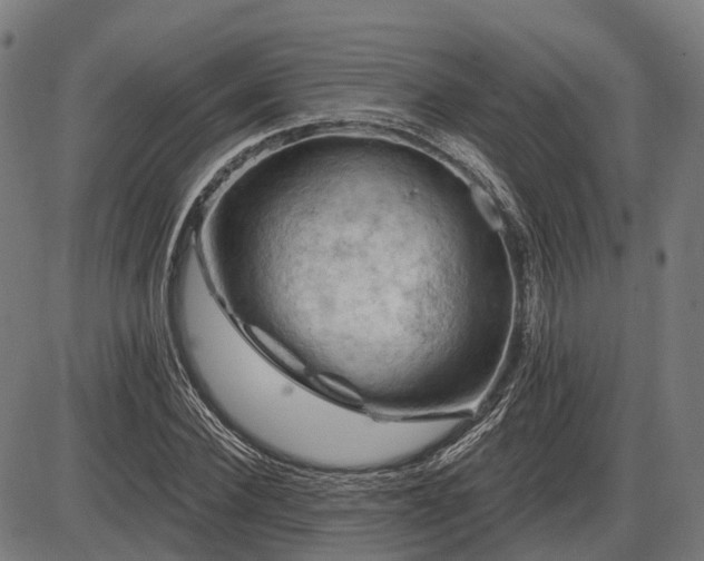 X0000085320924200703161502