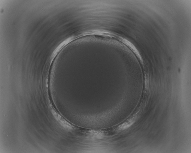 X0000085320954200703161502