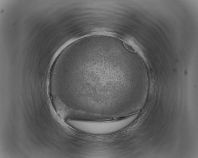 X0000085320955200703161502