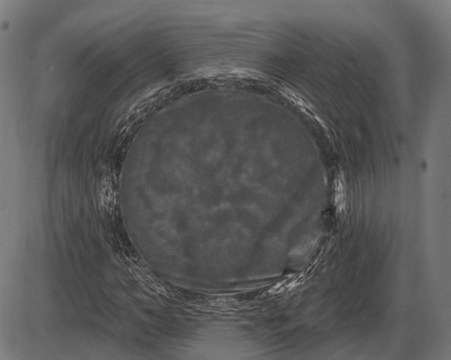 X0000085320966200703161501