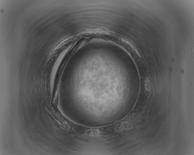 X0000085320968200703161501
