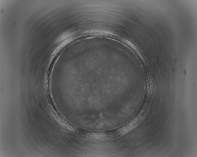 X0000085321074200703161500