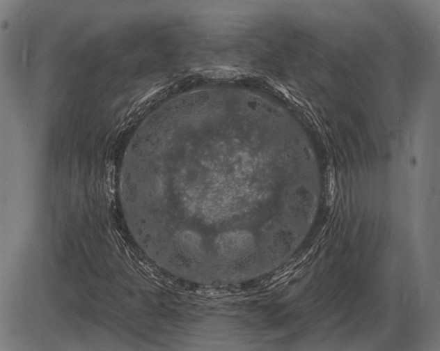 X0000085321301200703161455