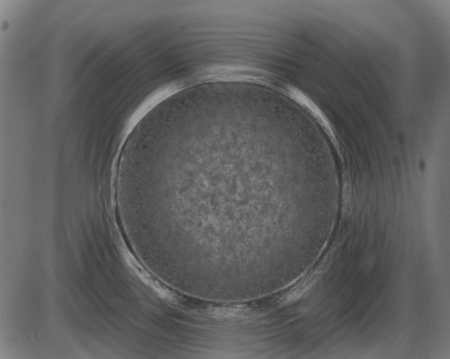 X0000085321386200703161454