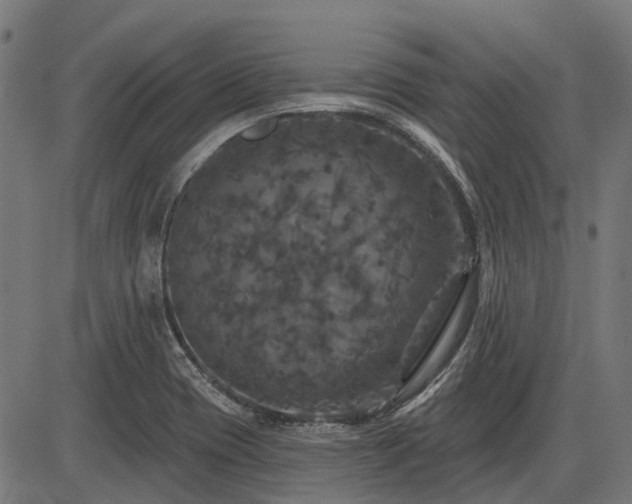 X0000085321417200703161454