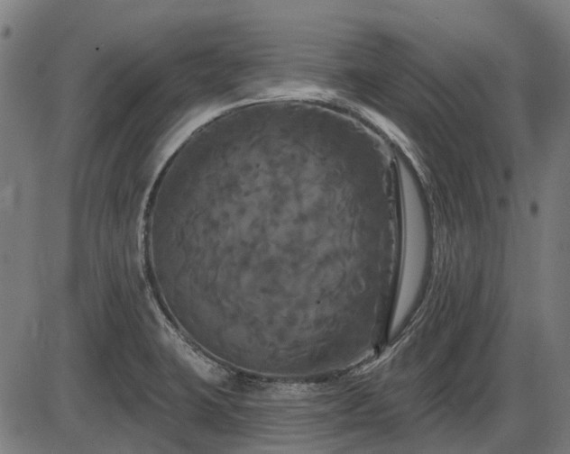 X0000085321423200703161454