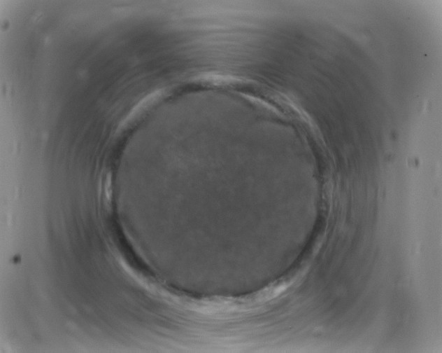 X0000085320024200703232001