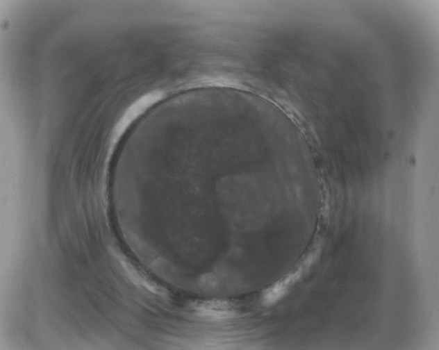X0000085320104200703231959