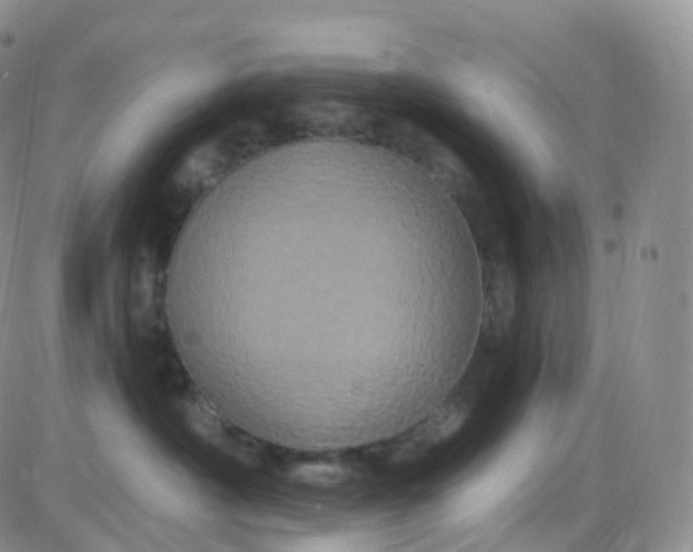 X0000085320430200703231954