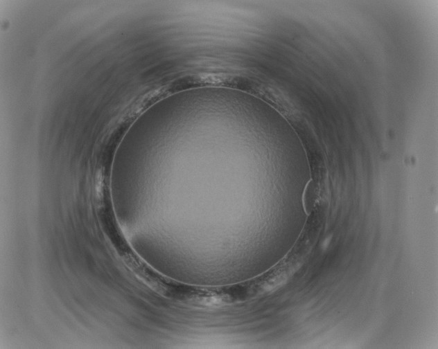 X0000085320646200703231950