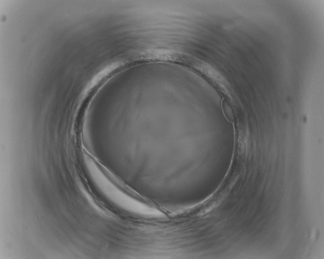 X0000085320674200703231950