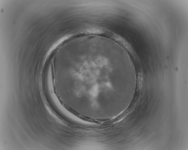 X0000085320726200703231949