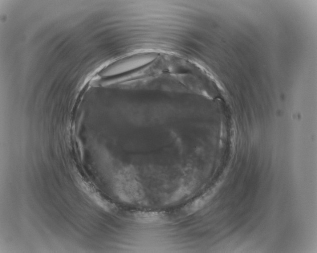 X0000085321121200703231942