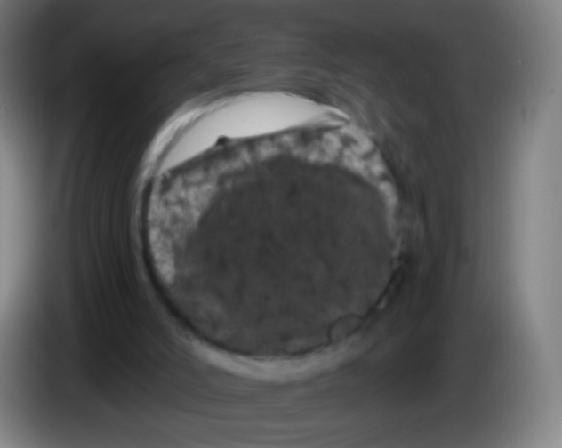 X0000085320006200703302054