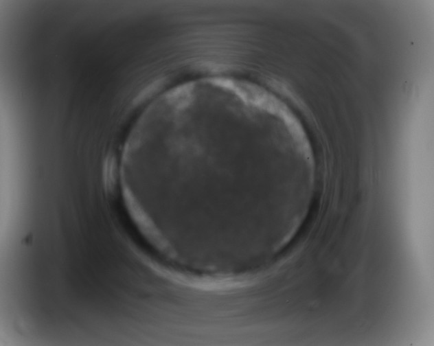 X0000085320024200703302054