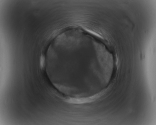 X0000085320041200703302054