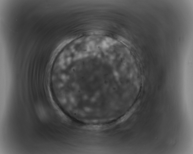 X0000085320049200703302053