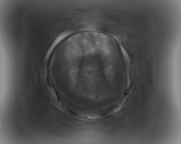 X0000085320056200703302053