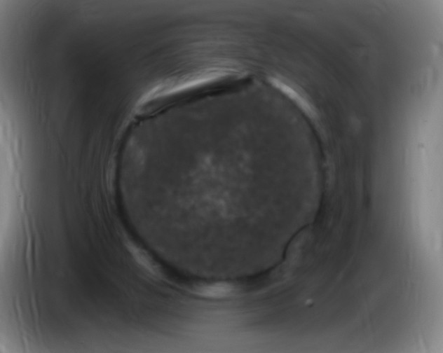 X0000085320058200703302053