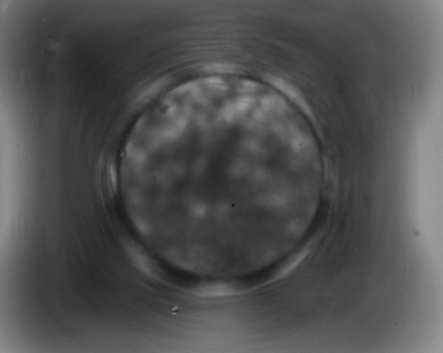 X0000085320061200703302053