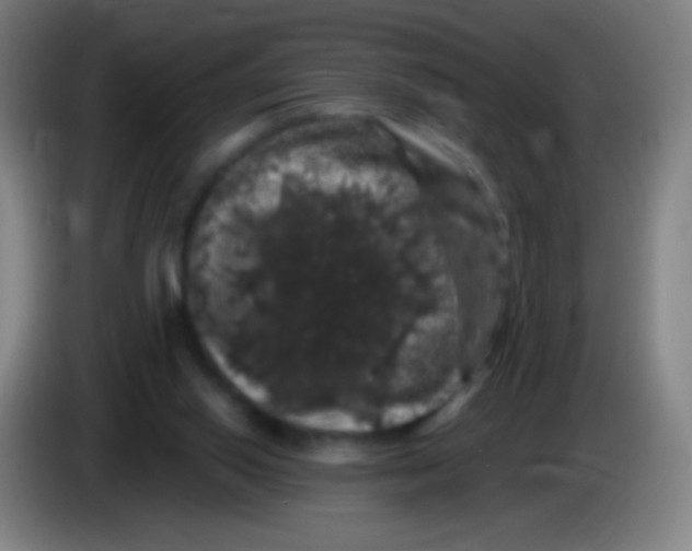X0000085320062200703302053