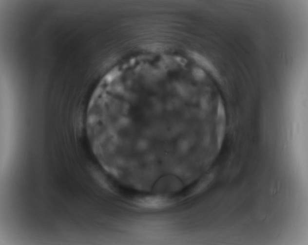 X0000085320065200703302053