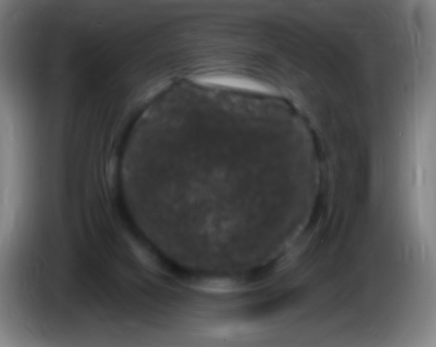 X0000085320066200703302053