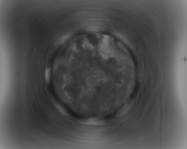 X0000085320070200703302053
