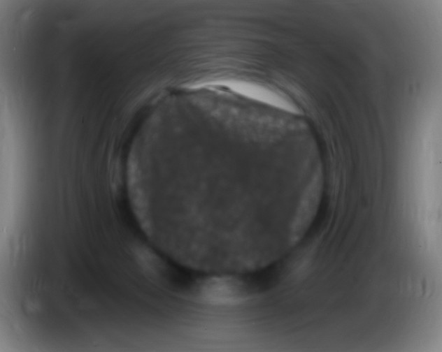 X0000085320077200703302053