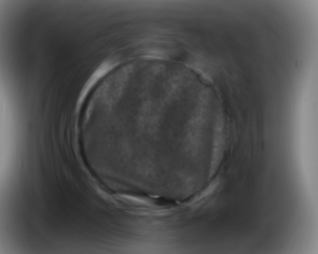 X0000085320102200703302053