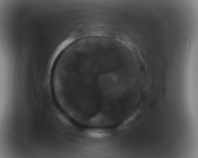 X0000085320104200703302053