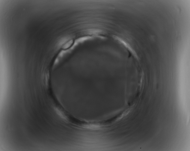 X0000085320110200703302053