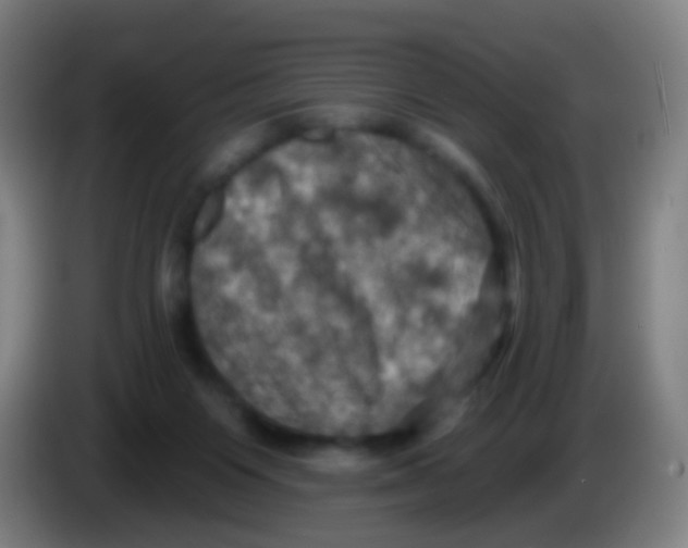 X0000085320119200703302053