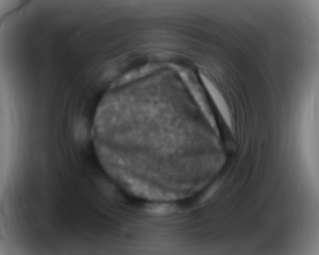 X0000085320135200703302053